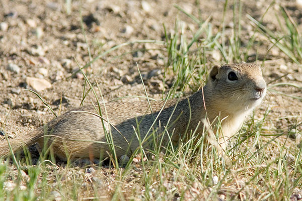 White-tailed Prairie Dog Cynomys leucurus