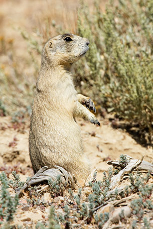 White-tailed Prairie Dog Cynomys leucurus