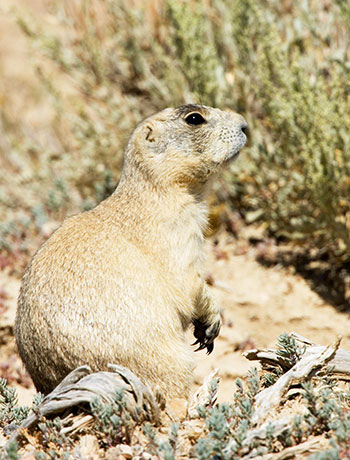 White-tailed Prairie Dog Cynomys leucurus