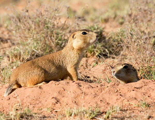 Gunnison's Prairie Dog Cynomys gunnisoni