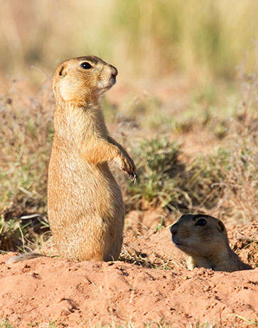 Gunnison's Prairie Dog Cynomys gunnisoni