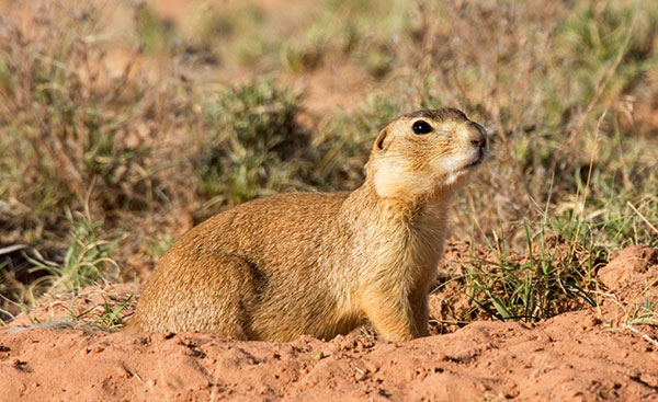 Gunnison's Prairie Dog Cynomys gunnisoni