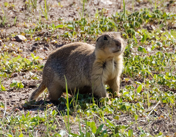 Gunnison's Prairie Dog Cynomys gunnisoni