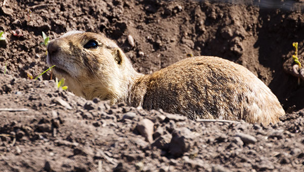 Gunnison's Prairie Dog Cynomys gunnisoni
