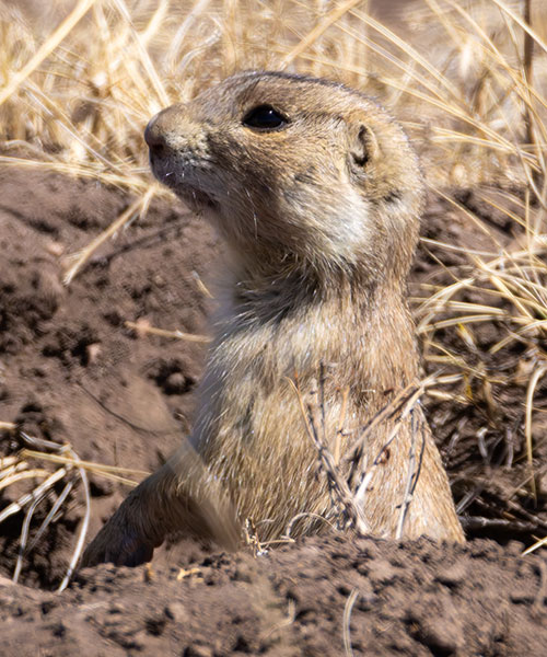 Gunnison's Prairie Dog Cynomys gunnisoni