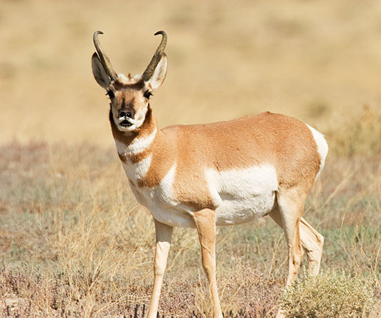 Pronghorn Antilocapra americana Pronghorn Antelope 