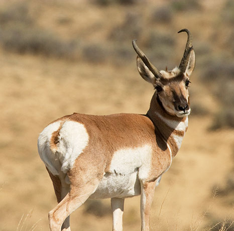 Pronghorn Antilocapra americana Pronghorn Antelope buck
