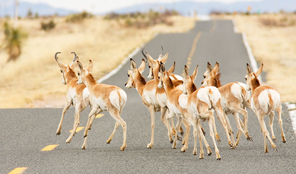 Pronghorn Antilocapra americana Pronghorn Antelope herd running