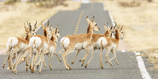 Pronghorn Antilocapra americana Pronghorn Antelope herd running