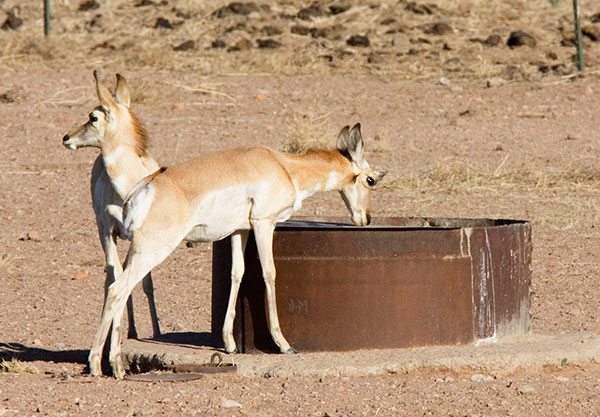 Pronghorn Antilocapra americana Pronghorn Antelope 