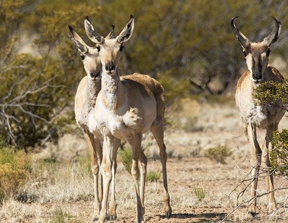 Pronghorn Antilocapra americana Pronghorn Antelope 