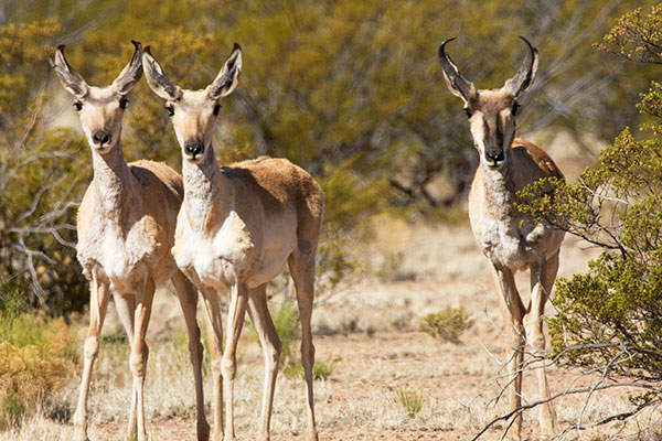 Pronghorn Antilocapra americana Pronghorn Antelope 
