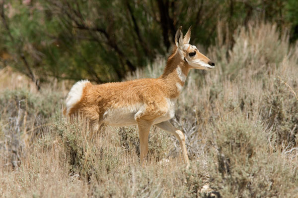 Pronghorn Antilocapra americana Pronghorn Antelope fawn