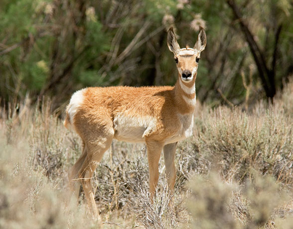 Pronghorn Antilocapra americana Pronghorn Antelope fawn