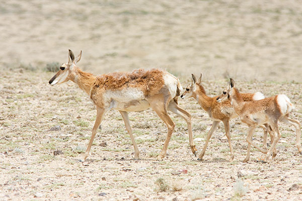 Pronghorn Antilocapra americana Pronghorn Antelope doe and fawns