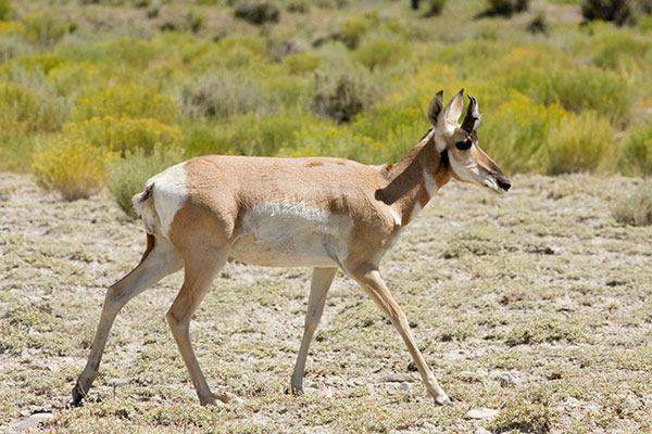 Pronghorn Antilocapra americana Pronghorn Antelope