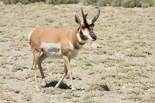 Pronghorn Antilocapra americana Pronghorn Antelope