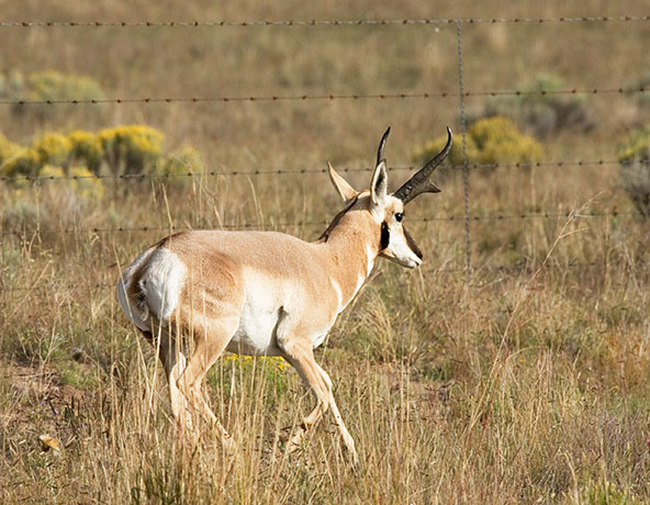 Pronghorn Antilocapra americana Pronghorn Antelope