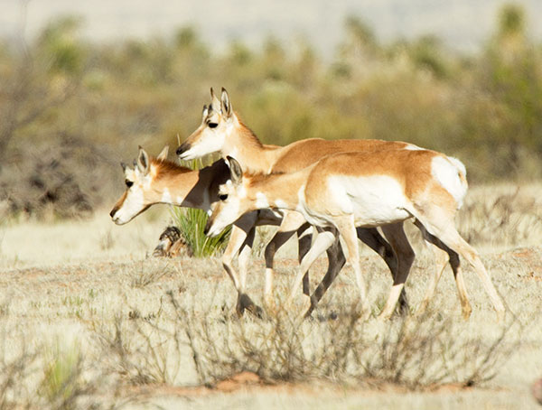 Pronghorn Antilocapra americana Pronghorn Antelope