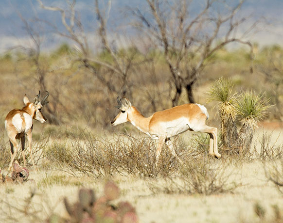 Pronghorn Antilocapra americana Pronghorn Antelope