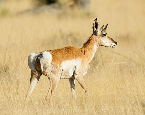 Pronghorn Antilocapra americana Pronghorn Antelope