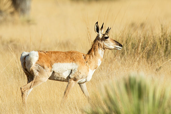 Pronghorn Antilocapra americana Pronghorn Antelope