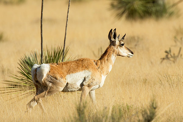 Pronghorn Antilocapra americana Pronghorn Antelope