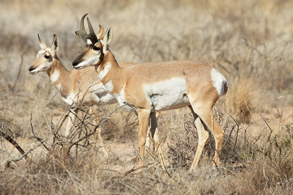 Pronghorn Antilocapra americana Pronghorn Antelope