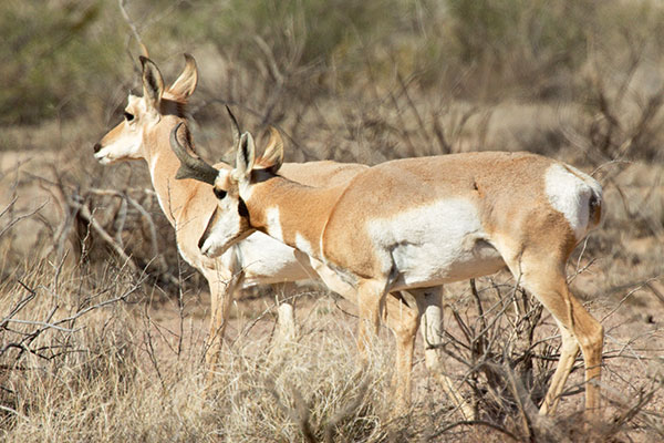 Pronghorn Antilocapra americana Pronghorn Antelope