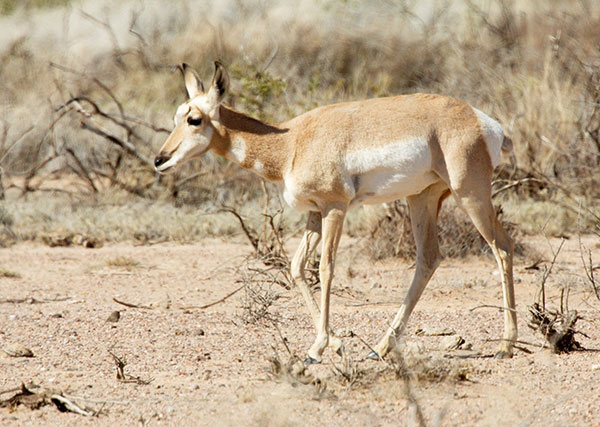 Pronghorn Antilocapra americana Pronghorn Antelope