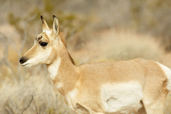 Pronghorn Antilocapra americana Pronghorn Antelope