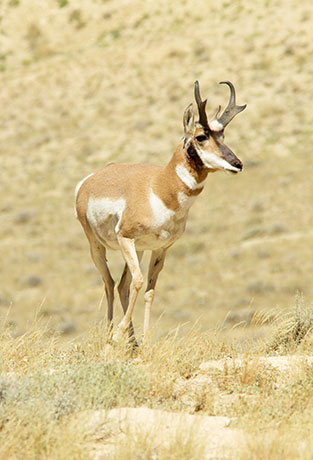 Pronghorn Antilocapra americana Pronghorn Antelope
