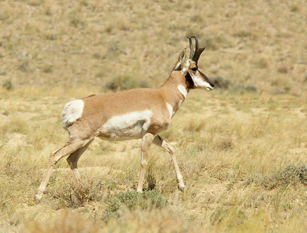 Pronghorn Antilocapra americana Pronghorn Antelope