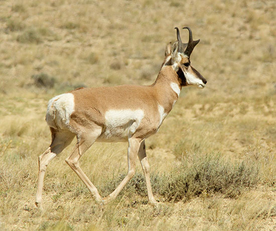 Pronghorn Antilocapra americana Pronghorn Antelope