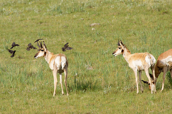 Pronghorn Antilocapra americana Pronghorn Antelope