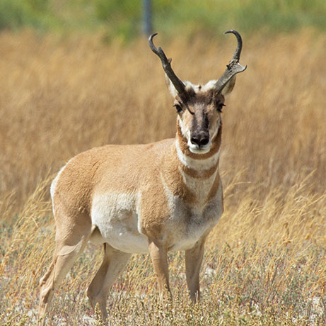 Pronghorn Antilocapra americana Pronghorn Antelope