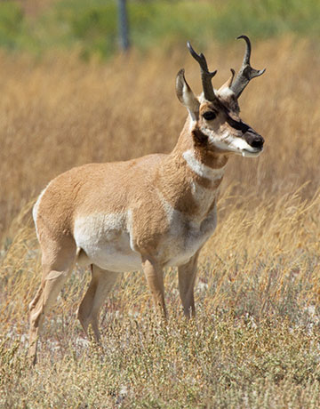 Pronghorn Antilocapra americana Pronghorn Antelope