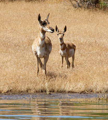 Pronghorn Antilocapra americana Pronghorn Antelope