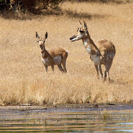 Pronghorn Antilocapra americana Pronghorn Antelope