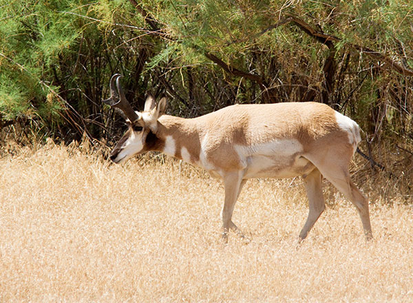 Pronghorn Antilocapra americana Pronghorn Antelope