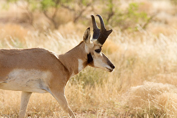 Pronghorn Antilocapra americana Pronghorn Antelope