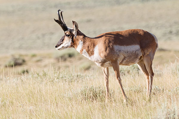Pronghorn Antilocapra americana Pronghorn Antelope