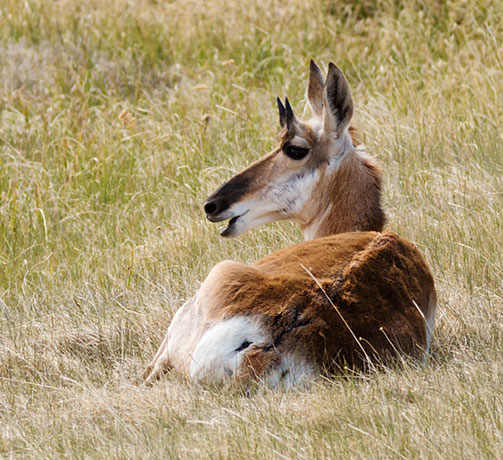 Pronghorn Antilocapra americana Pronghorn Antelope