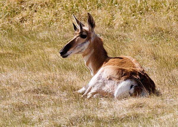 Pronghorn Antilocapra americana Pronghorn Antelope