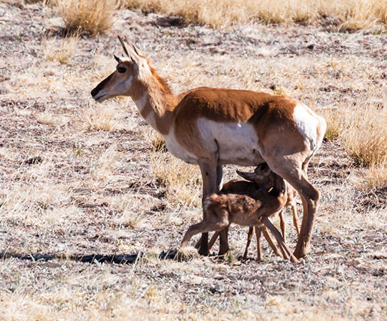 Pronghorn Antilocapra americana Pronghorn Antelope