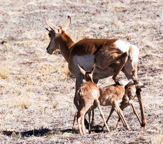 Pronghorn Antilocapra americana Pronghorn Antelope