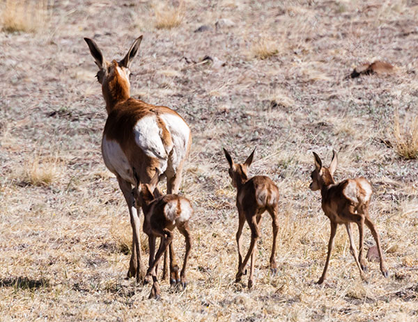 Pronghorn Antilocapra americana Pronghorn Antelope