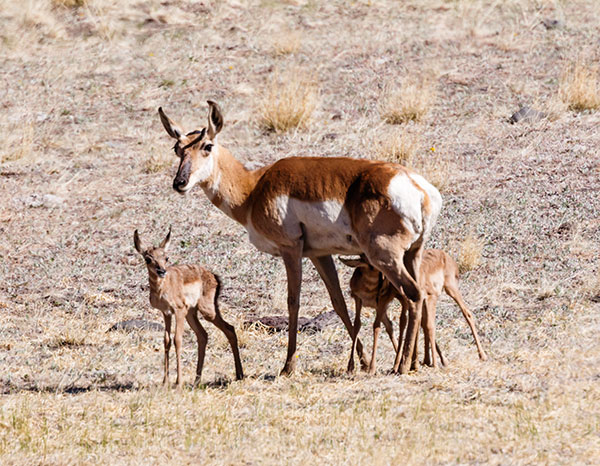 Pronghorn Antilocapra americana Pronghorn Antelope