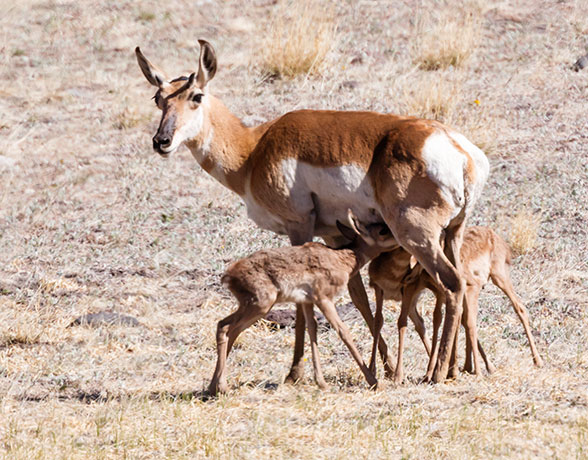 Pronghorn Antilocapra americana Pronghorn Antelope
