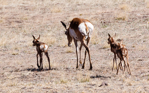 Pronghorn Antilocapra americana Pronghorn Antelope